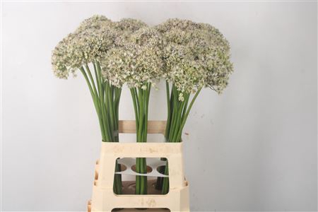 <h4>Allium Nigrum</h4>