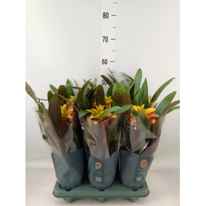 Guzmania  'Fiero Yellow'