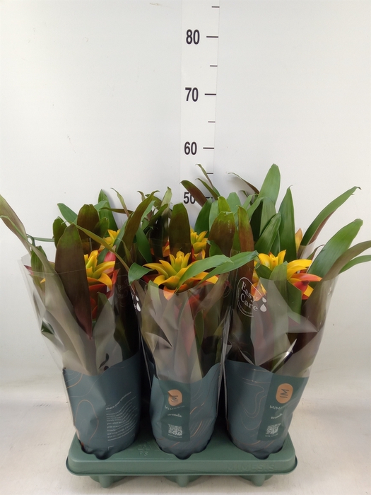 <h4>Guzmania  'Fiero Yellow'</h4>