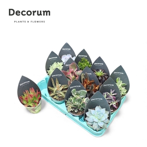 Succulenten Mix (12spc.) (decorum)