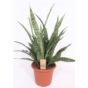 Sansevieria Diamond Green