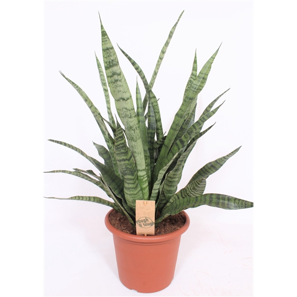 <h4>Sansevieria Diamond Green</h4>