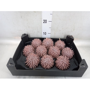 Cucumis hirsitus   .../stuk