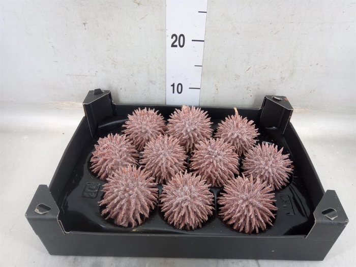 <h4>Cucumis hirsitus   .../stuk</h4>