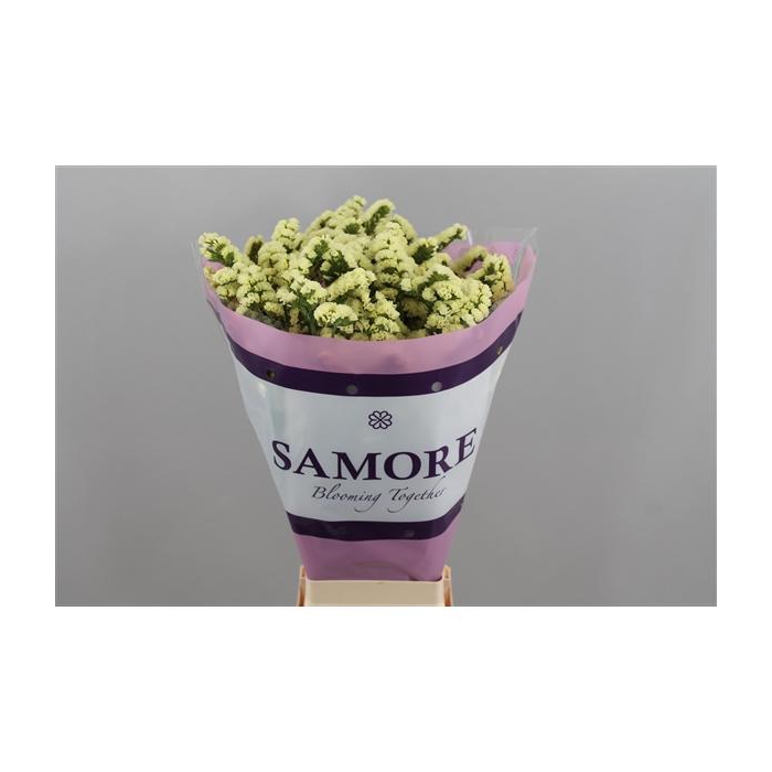 <h4>Yellow sun birds</h4>