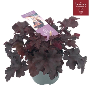Heuchera Indian Summer P12 Black