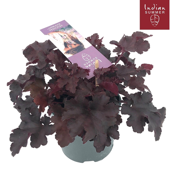 <h4>Heuchera Indian Summer P12 Black</h4>