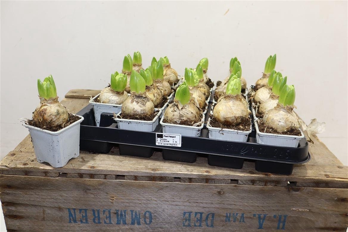 <h4>arr8 Hyacin White</h4>