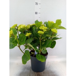 Hydrangea mac. 'Early'