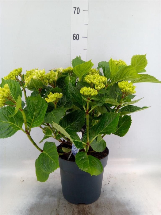 <h4>Hydrangea mac. 'Early'</h4>
