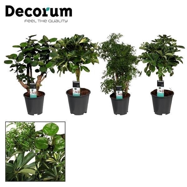 <h4>Polyscias vertakt en Schefflera gevlochten stam mix (Decorum)</h4>