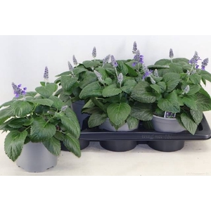 SALVIA MYSTY