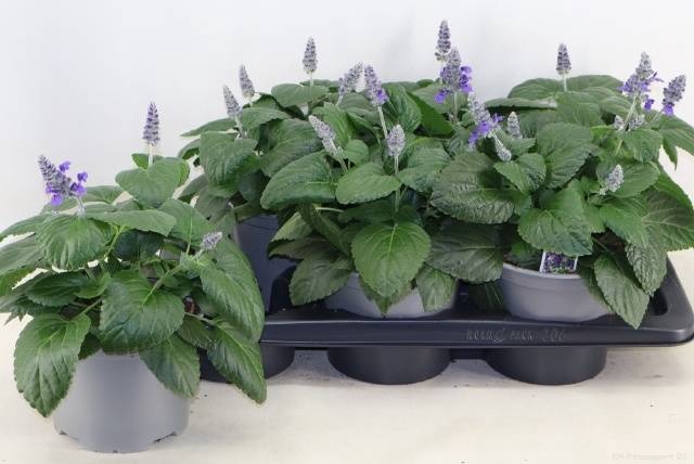 <h4>SALVIA MYSTY</h4>