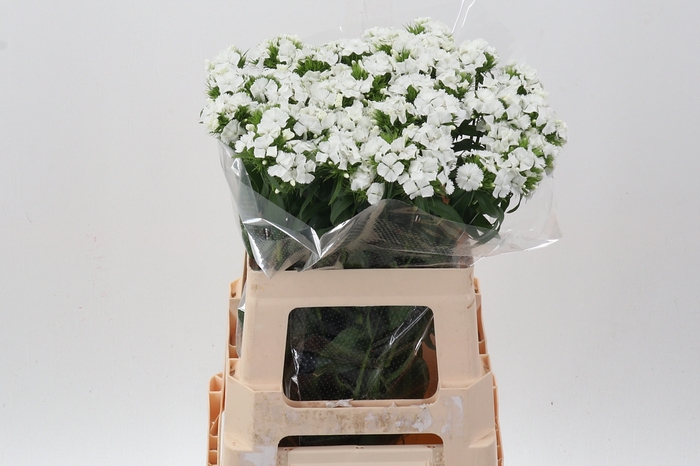 <h4>Di Barb S Will White</h4>