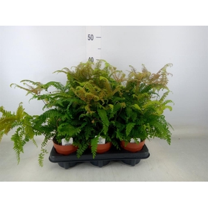 Adiantum tenerum 'Scutum Roseum'