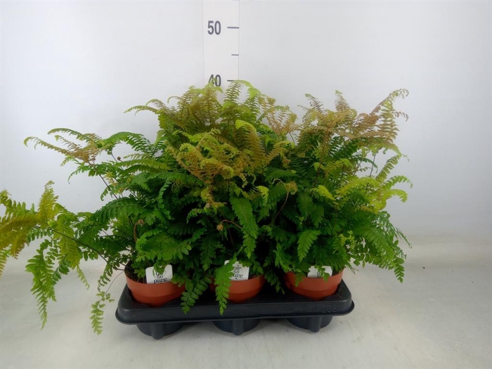 <h4>Adiantum tenerum 'Scutum Roseum'</h4>