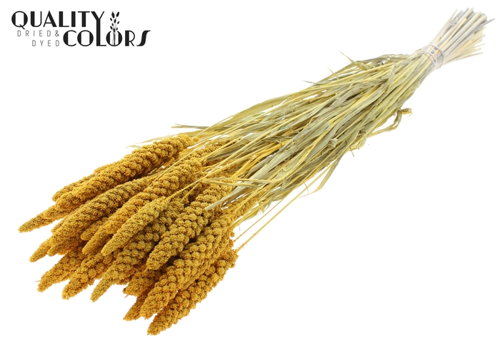 <h4>Gierst per bunch Intense Yellow</h4>
