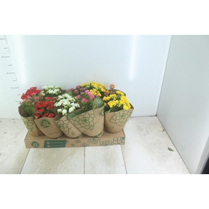 KALANCHOE DOBRADO P11