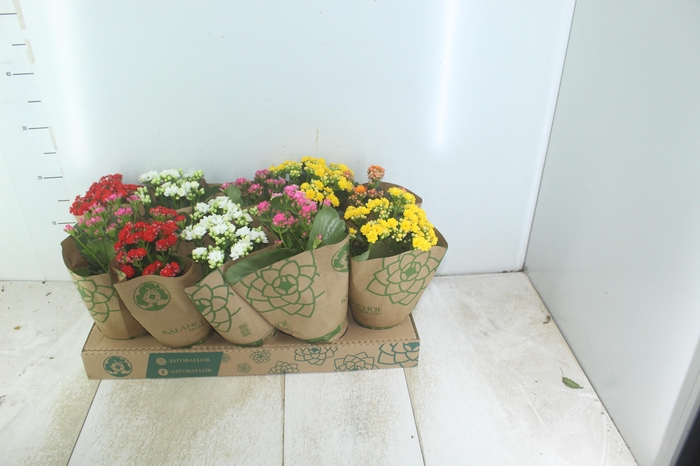 <h4>KALANCHOE DOBRADO P11</h4>