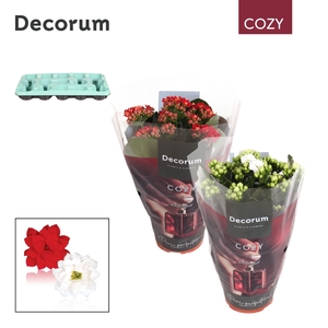 Kalanchoe Decorum Cozy - Red and White Mix