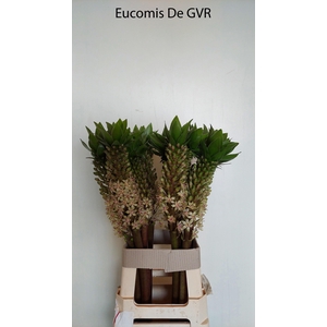 EUCOMIS OV