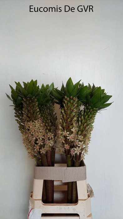 <h4>EUCOMIS OV</h4>
