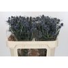 Eryngium Blue Dynamite