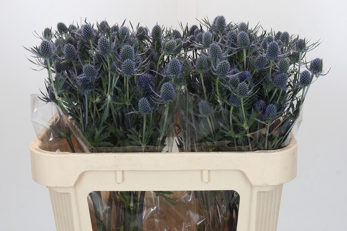 <h4>Eryngium Blue Dynamite</h4>