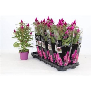 Celosia Merida Caracas Dark