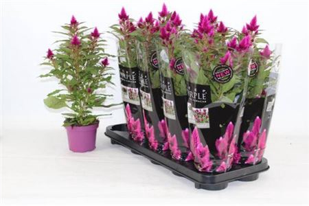 <h4>Celosia Merida Caracas Dark</h4>