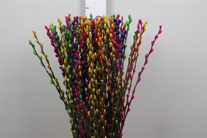 <h4>Salix Klb Rainbow Mix</h4>