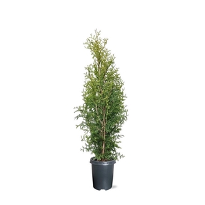 Thuja occidentalis 'King of Brabant' (pbr) (zonder etiket)