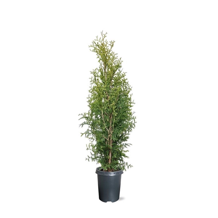 <h4>Thuja occidentalis 'King of Brabant' (pbr) (zonder etiket)</h4>