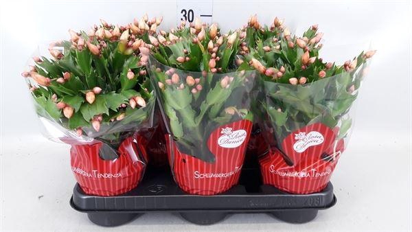 <h4>Schlumbergera ...</h4>
