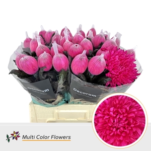 CHR G ANTO HOT PINK