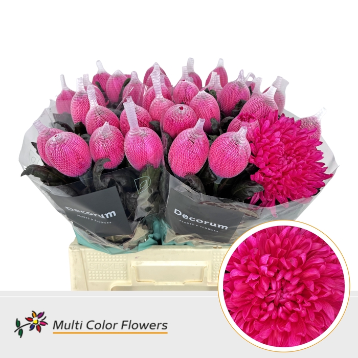 <h4>CHR G ANTO HOT PINK</h4>