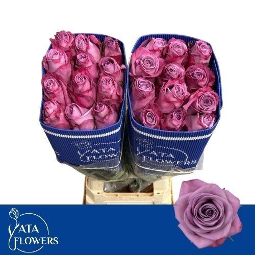 <h4>R GR MOODY BLUES!</h4>