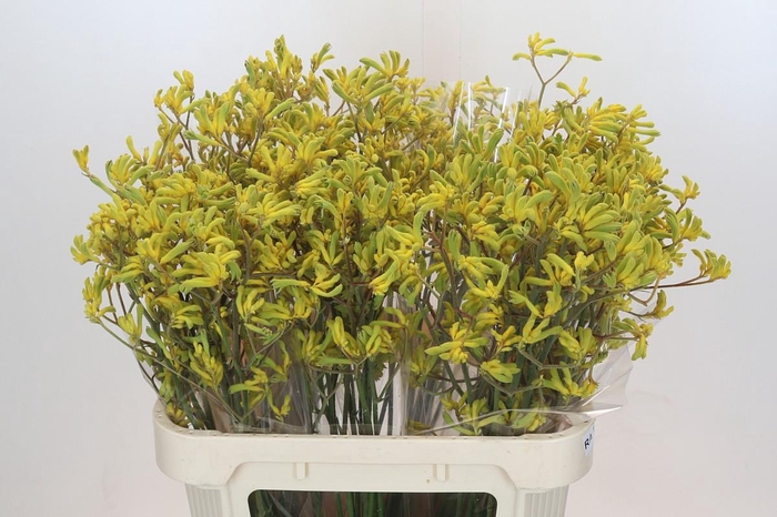 <h4>Anigozanthos Bush Down</h4>