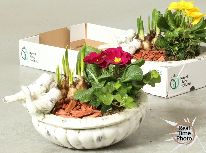 <h4>ARR KAMERPL</h4>