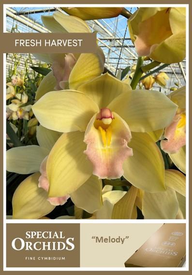 <h4>CYMB T MELODY</h4>