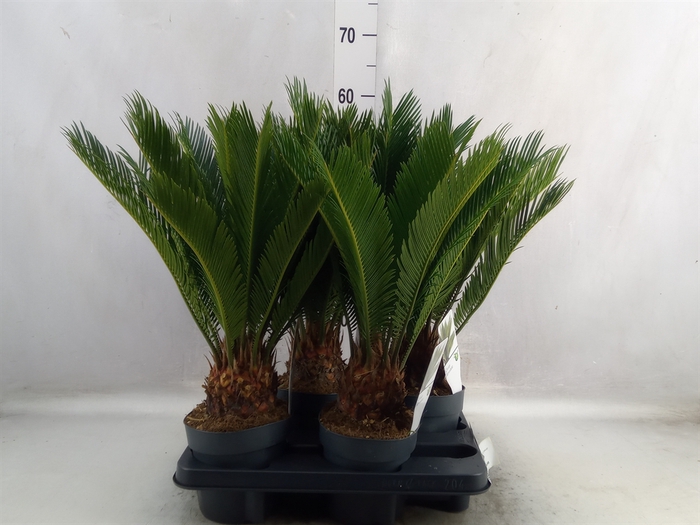 Cycas revoluta