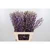 Salix Katjes Kl Bh Purple Fresh