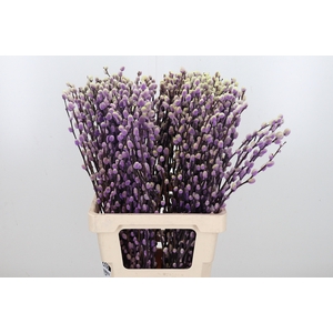 Salix Katjes Kl Bh Purple Fresh