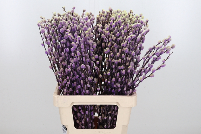 Salix Katjes Kl Bh Purple Fresh