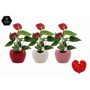 Anthurium 6 cm Micra in Paris ceramics