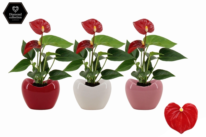<h4>Anthurium 6 cm Micra in Paris ceramics</h4>