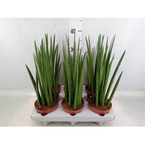 Sansevieria cyl.  ...