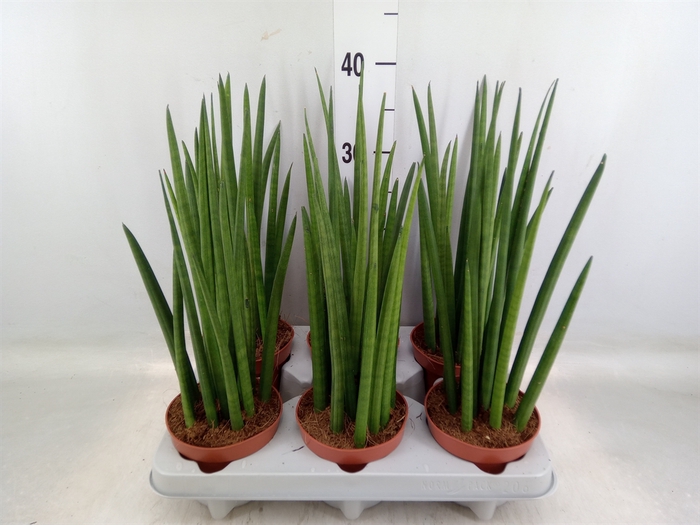 <h4>Sansevieria cyl.  ...</h4>