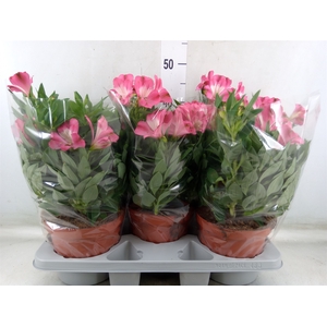 Alstroemeria  'Inca Romance'