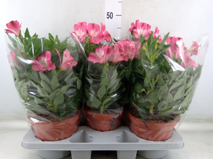 <h4>Alstroemeria  'Inca Romance'</h4>